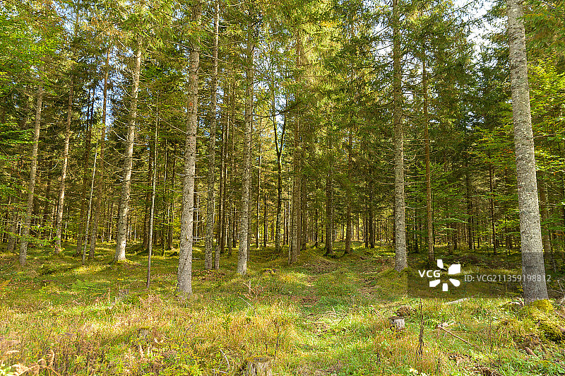 奥地利Hinterstoder的Schiederweiher森林中的树木图片素材