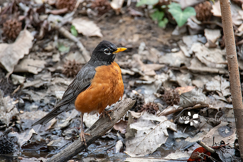特拉克斯顿公园的知更鸟近景，美国图片素材
