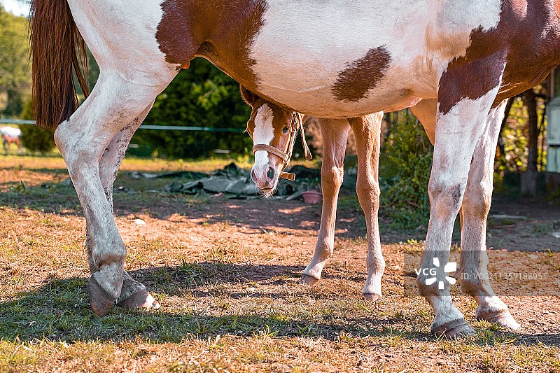 在田野上吃草的马特写，西班牙加利西亚图片素材