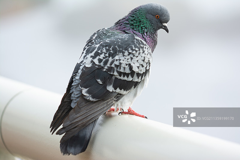 栖息在栏杆上的鸽子特写，美国加利福尼亚州蒙特雷图片素材