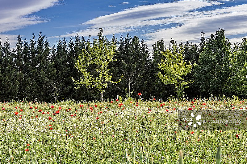 罗马尼亚的野花图片素材