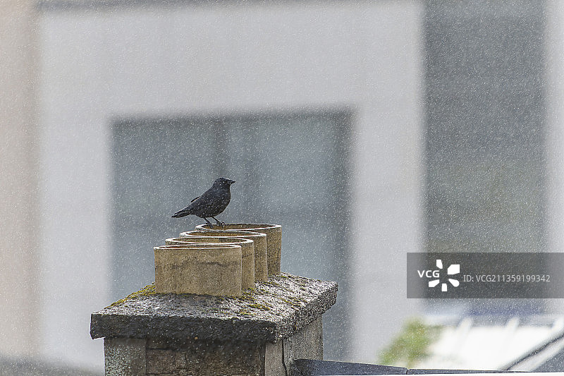爱尔兰莱特肯尼栖息在栏杆上的鸽子特写图片素材