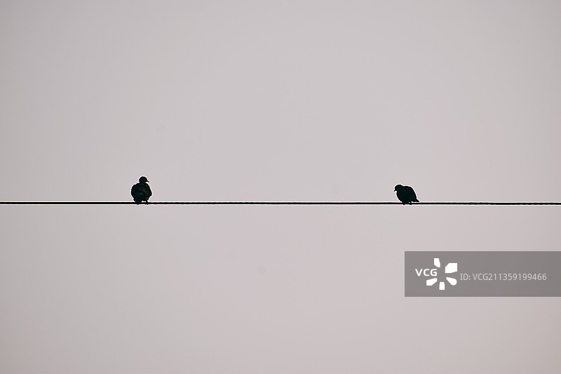 仰视栖息在电缆上的鸟儿，晴空万里图片素材