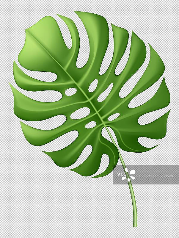 卡通一片龟背竹元素图片素材