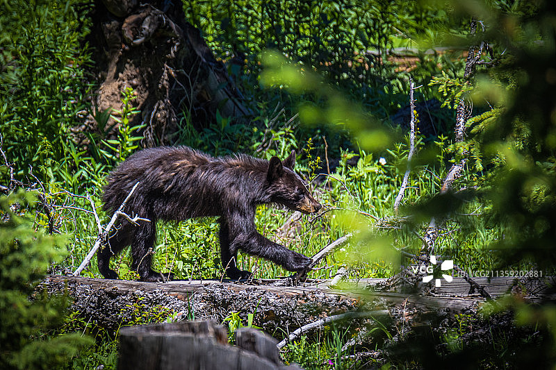 美国的幼年黑熊图片素材
