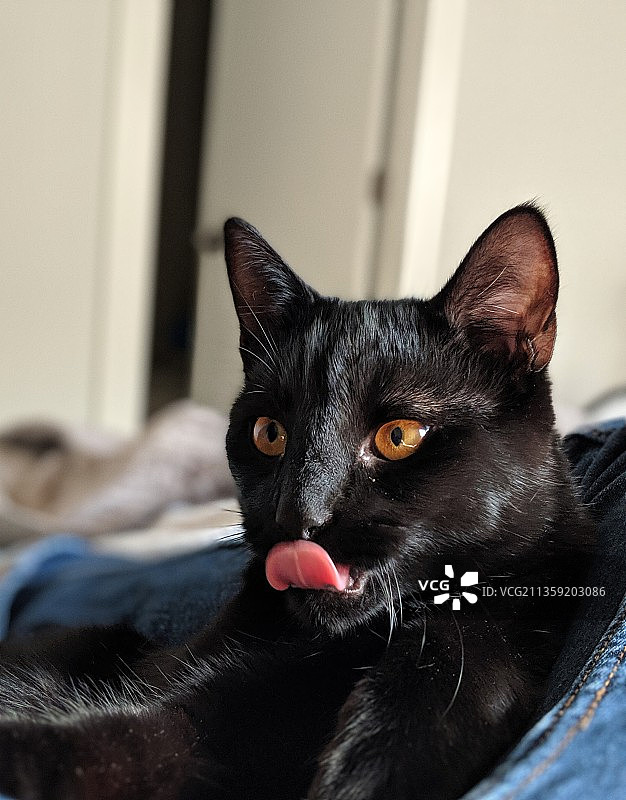 躺在床上的黑猫肖像图片素材