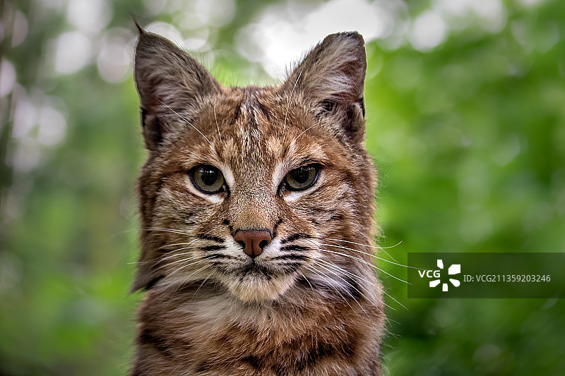 特写的猫图片素材