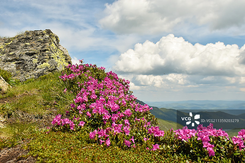 罗马尼亚罗德纳山粉色开花植物特写图片素材