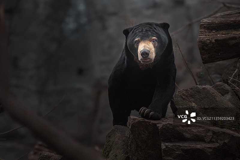 马来熊岩石栖息肖像图片素材