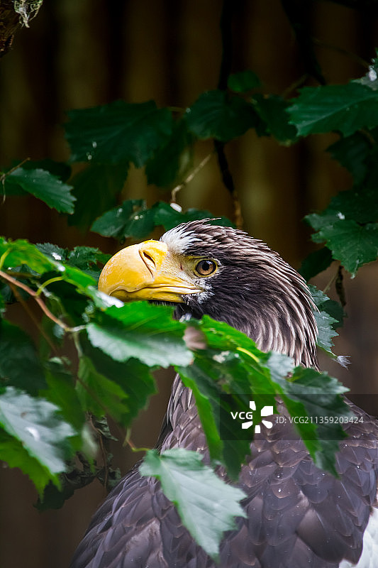 雄鹰栖息在植物上的特写图片素材