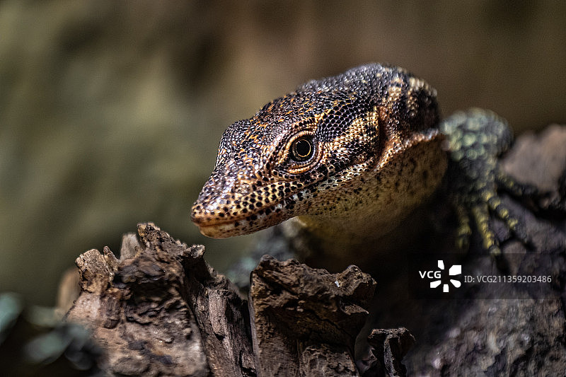 岩石上的蜥蜴特写图片素材