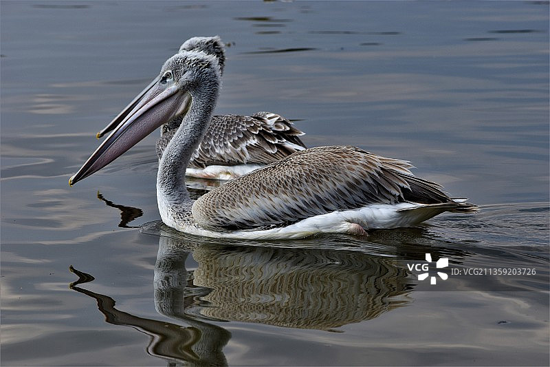 湖中灰苍鹭的高角度视图，肯尼亚纳库鲁湖图片素材