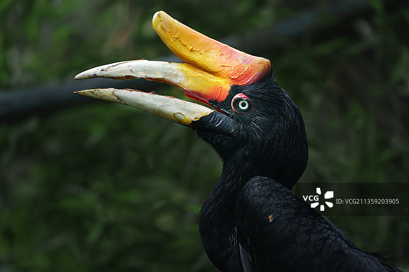 户外栖息的犀鸟特写图片素材