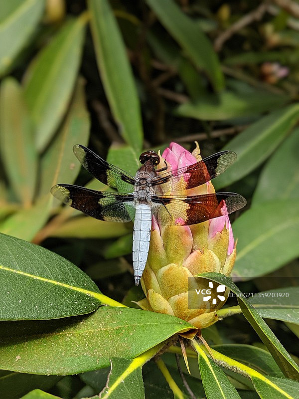 美国北卡罗来纳州特兰西瓦尼亚县花卉上的昆虫特写图片素材