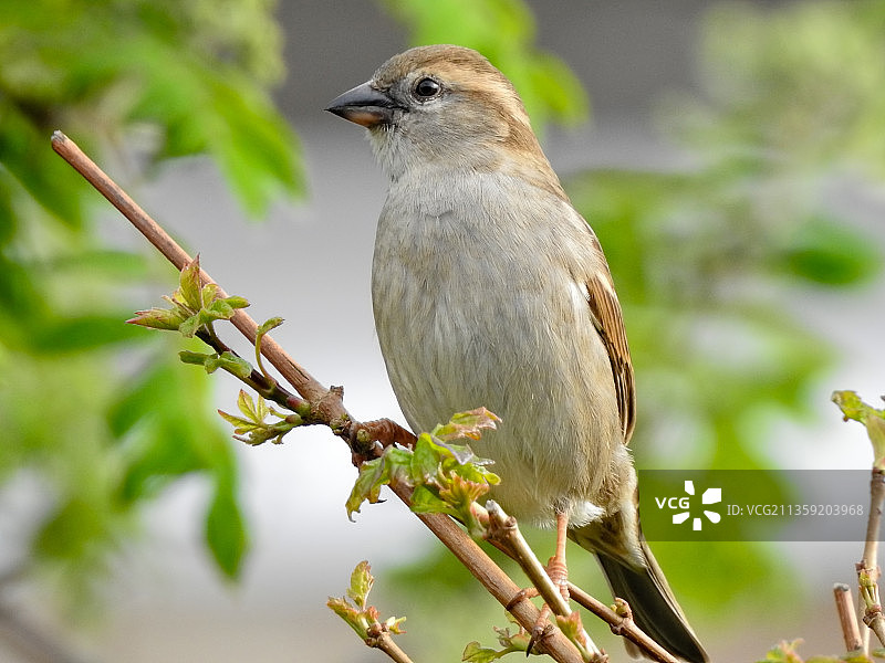 歌带鹀栖息于英国斯蒂夫尼奇树枝上特写图片素材