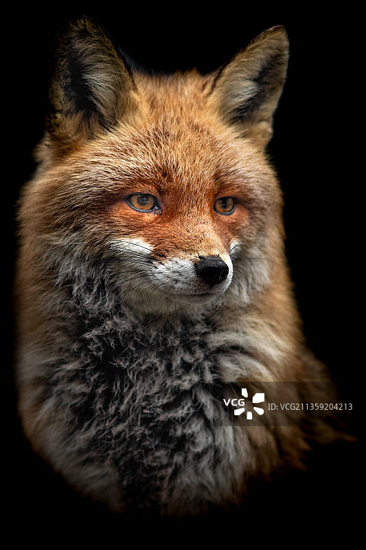 红狐在黑色背景前特写图片素材