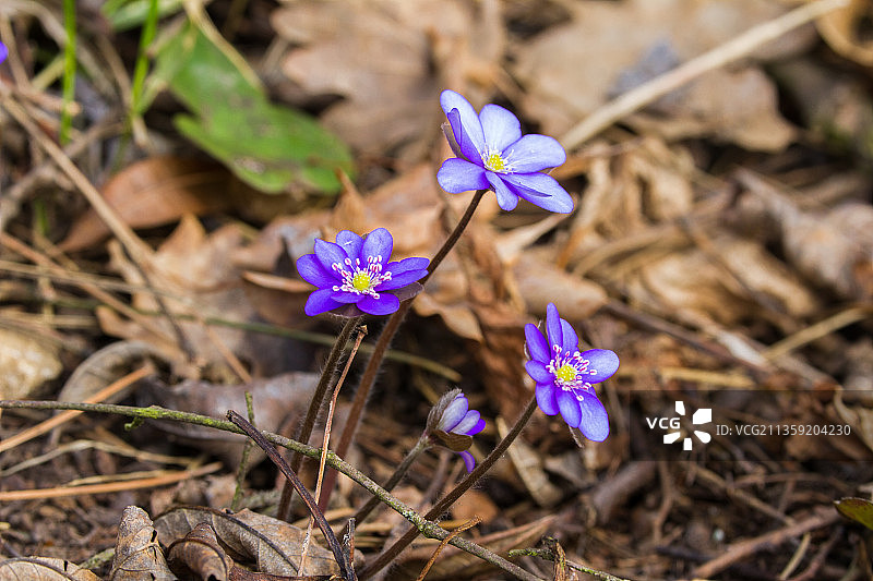 田野里的紫色番红花高角度视图图片素材