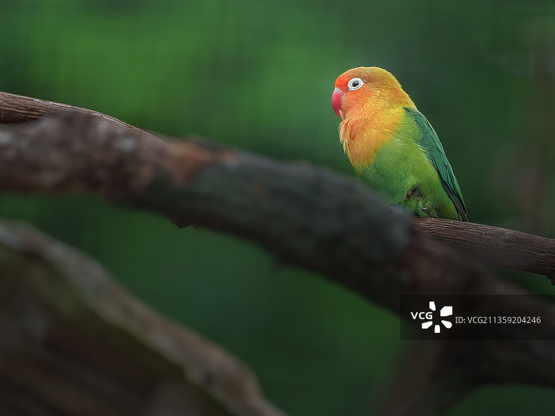 鹦鹉栖息在树枝上的特写镜头图片素材