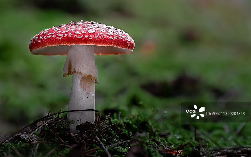 近距离苍蝇蘑菇在田野上图片素材