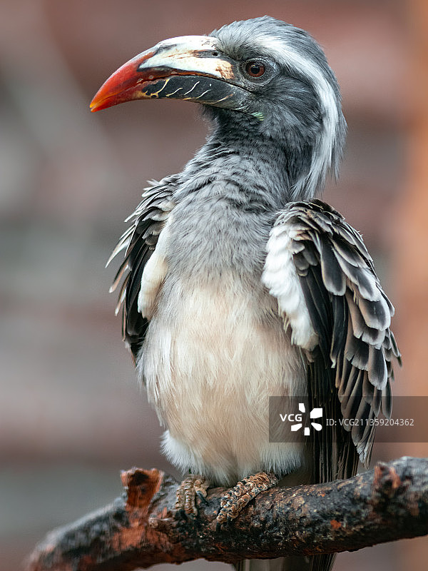 犀鸟栖息在树枝上的特写图片素材