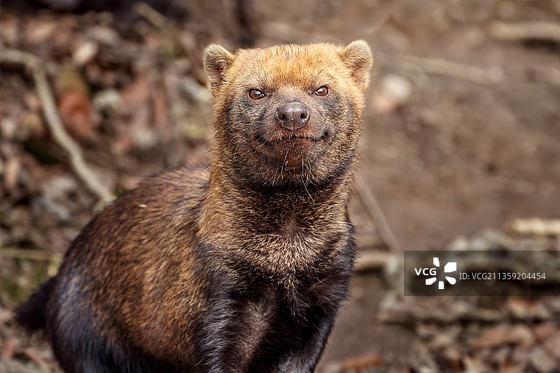 站立在田野上的熊的肖像图片素材