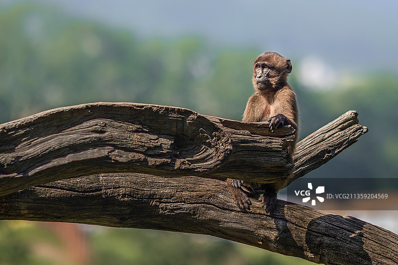 松鼠在树上的低角度视图图片素材