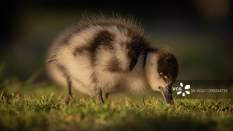 草地上加拿大鹅的特写镜头图片素材