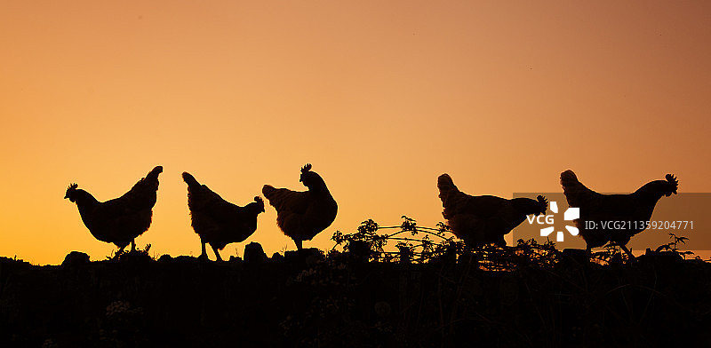 日落时分天空下的鸡剪影图片素材