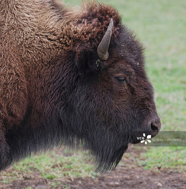 加拿大安大略省田野上的高地牛特写图片素材