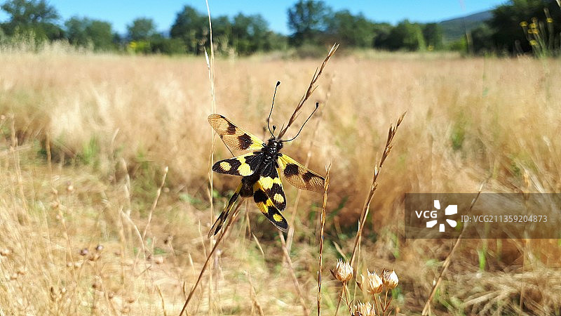 希腊田野里的昆虫特写图片素材