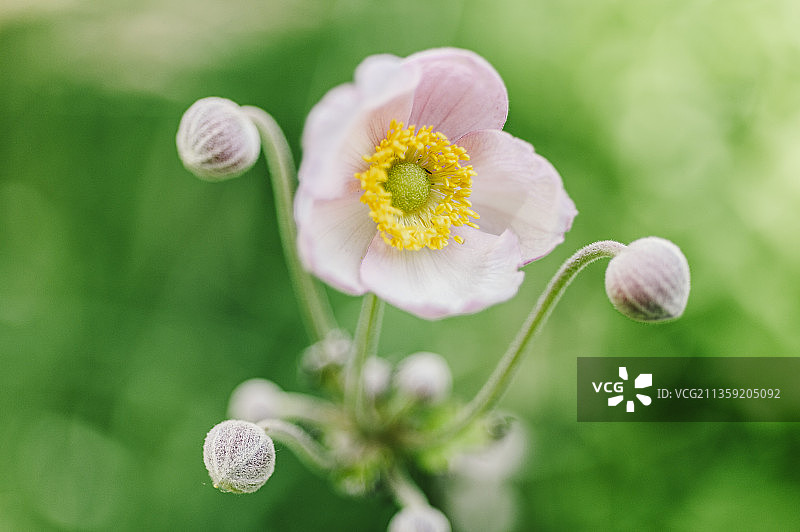 白色开花植物特写，德国杜伊斯堡图片素材