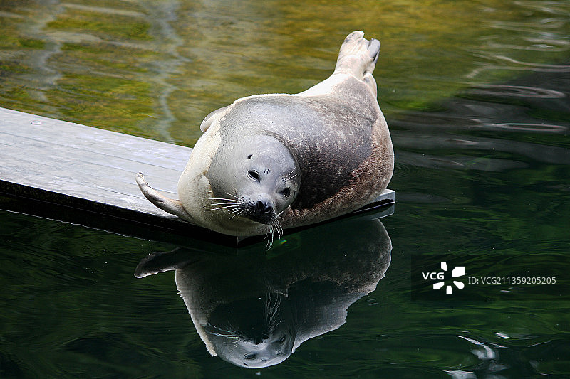 海豹在德国海中游泳特写图片素材