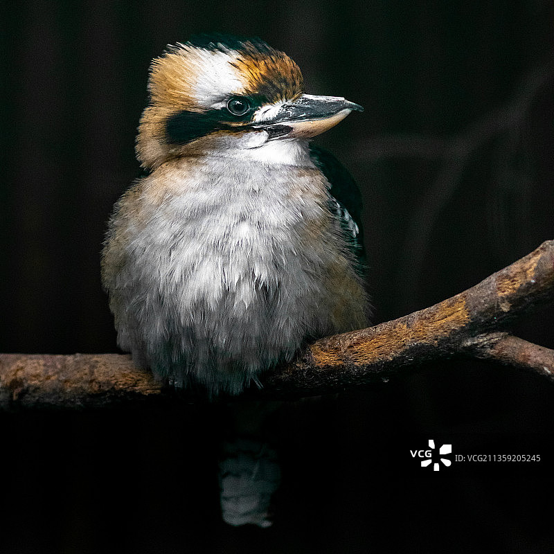 栖息在树枝上的鸣热带山雀特写图片素材
