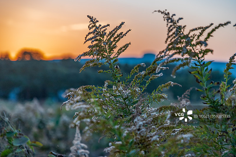 加拿大一枝黄花图片素材