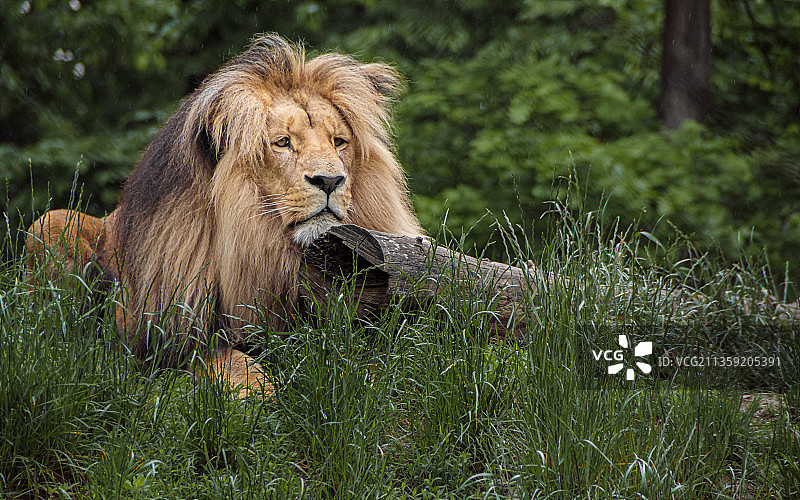 坐在草地上的狮子图片素材