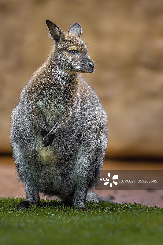 田野上坐着的细尾獴特写图片素材