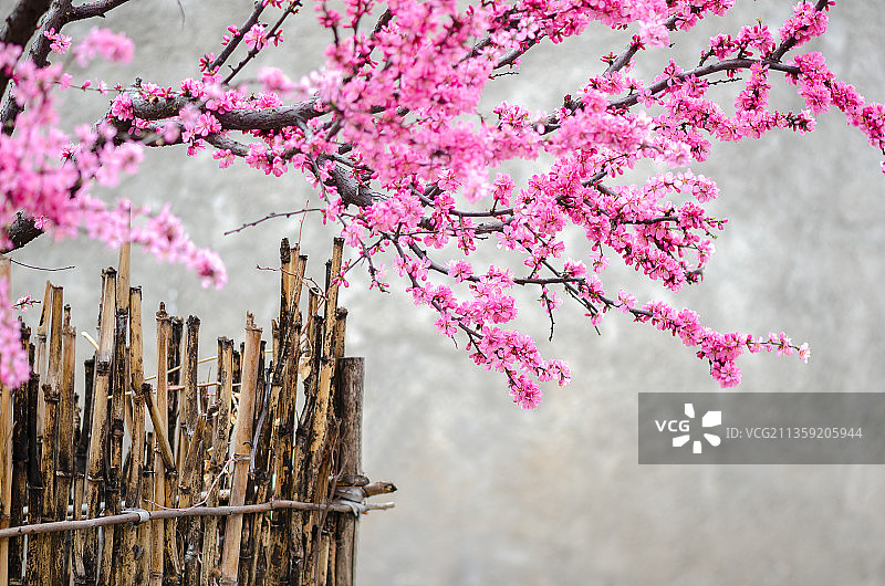 春色满园关不住图片素材
