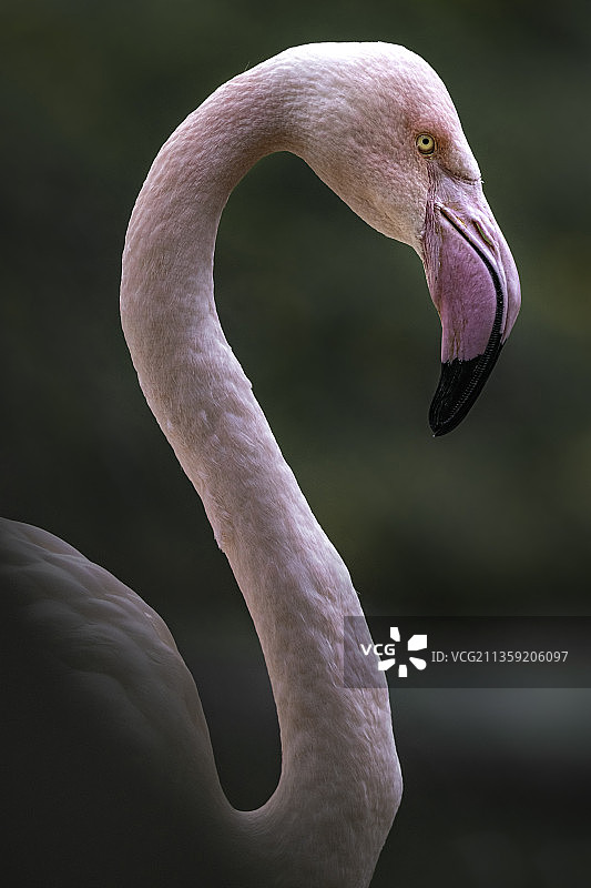 智利火烈鸟特写图片素材