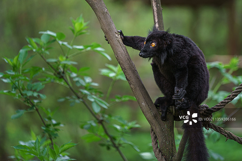 树枝上猴子的低角度摄影图片素材
