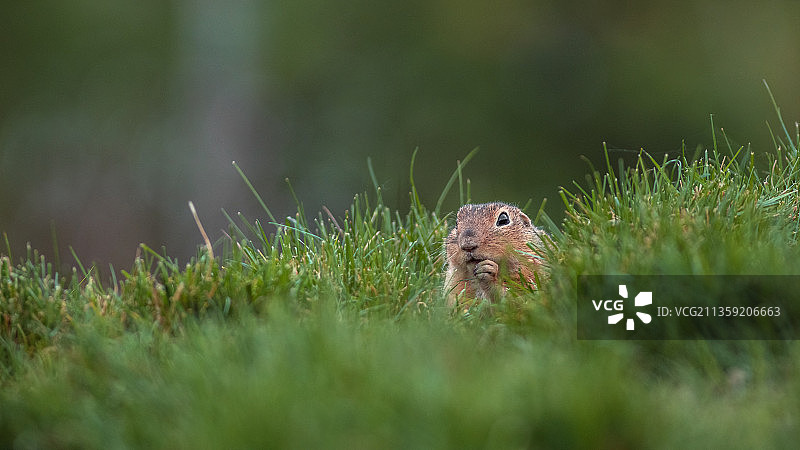 草地上松鼠特写图片素材
