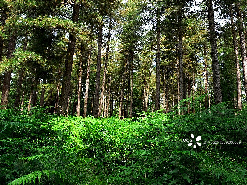 英国森林中的树木图片素材