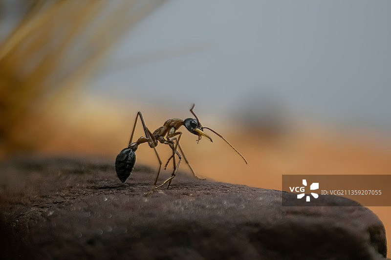 岩石上的蚂蚁特写图片素材