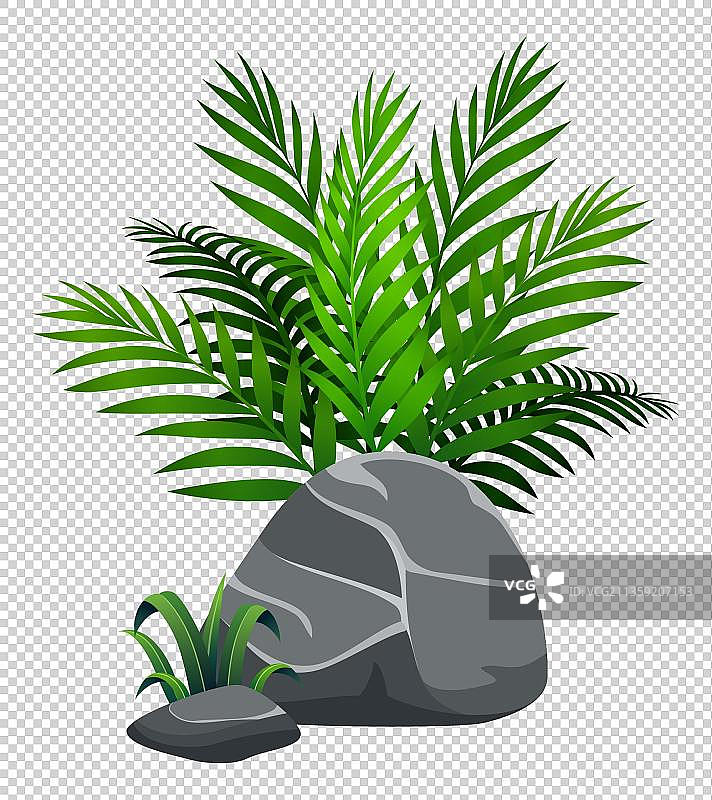 卡通石头边的袖珍椰子图片素材