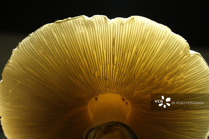 黑色背景下的蘑菇特写图片素材