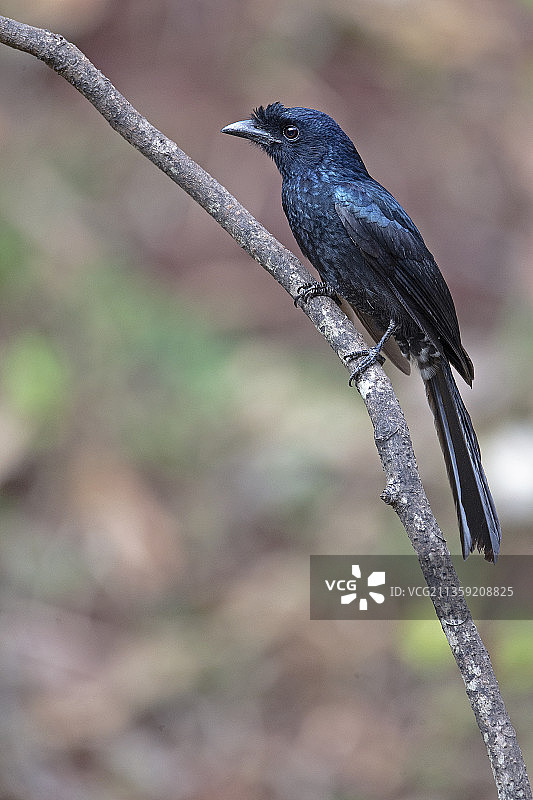 卡纳塔克邦，Ganeshgudi，树枝上的燕尾鴴特写，印度图片素材