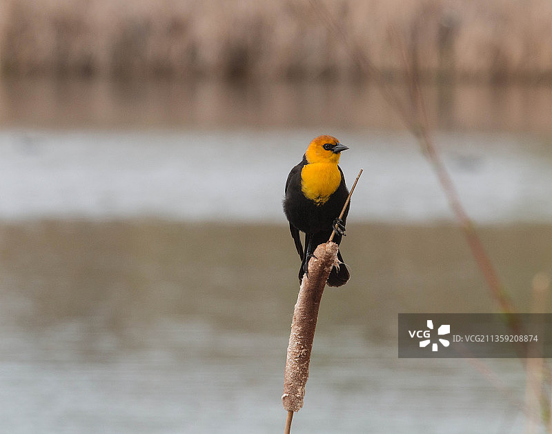 歌黄雀栖息于湖边的特写，美国图片素材