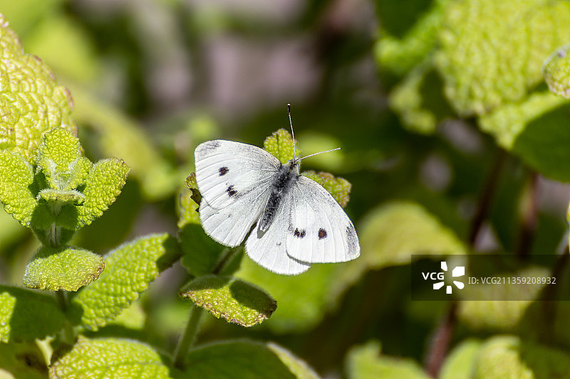 蝴蝶在植物上的特写图片素材