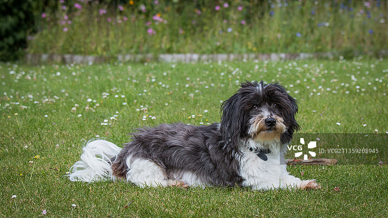 坐在草地上的哈瓦那犬肖像，丹麦图片素材