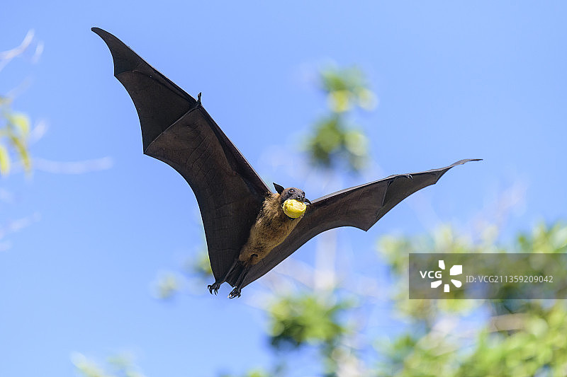 低角度拍摄的猛禽在天空飞翔图片素材