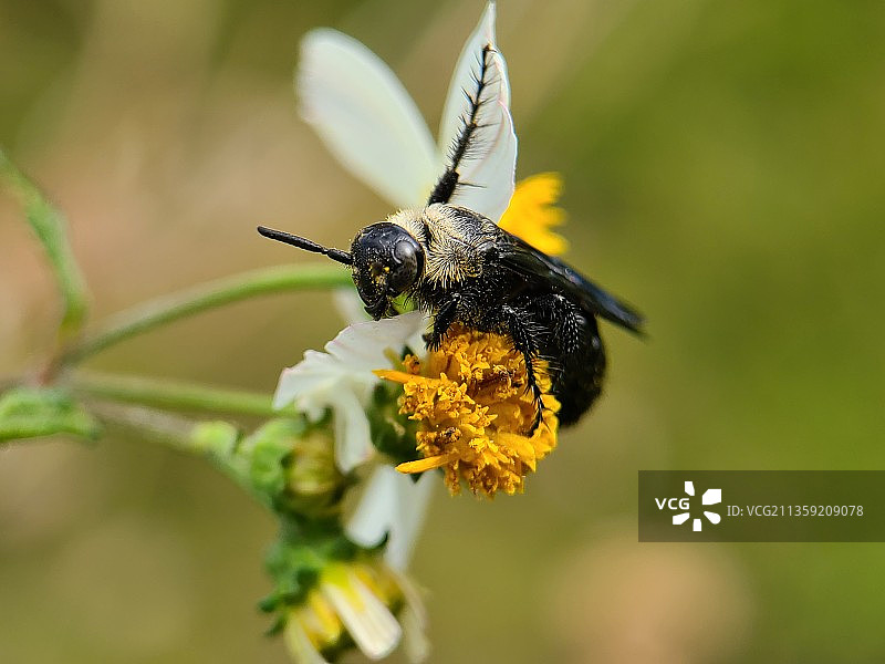 黑蜂在花上的装死特写镜头图片素材
